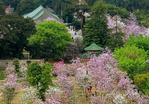 紫荆校园